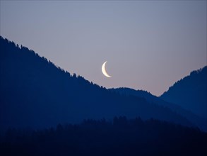 Crescent moon at dawn over a forest