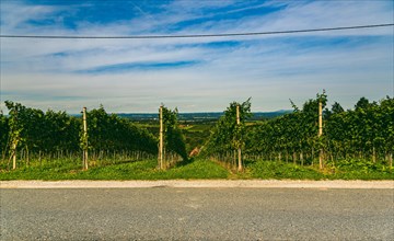 Vineyard landscape at South Styrian Wine Road in Austria