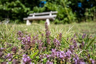 A park bench with a table invites you to take a rest in a meadow. In the foreground some meadow flowers are blooming