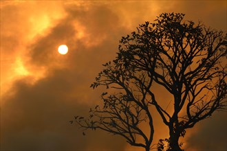 Clouds of smoke from a bushfire at sunset