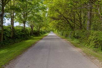 Country road in spring with hedges