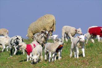 Sheep with lambs in the pasture