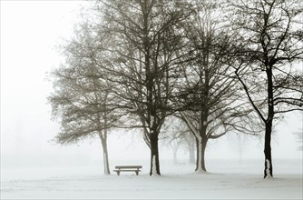 Park bench with snow-covered group of trees in the morning mist