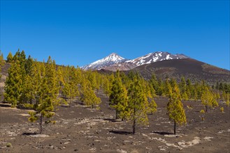 Pico del Teide mountain with pine tree forest