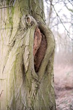 Mulm cavity in old tree