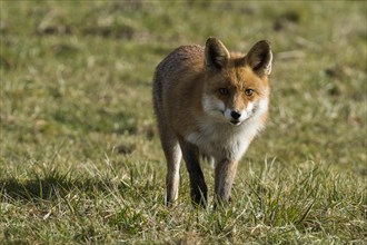Red fox