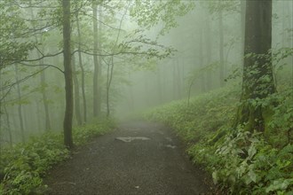 Path in mountain forest on a misty morning on mountain peak