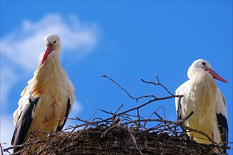 White storks