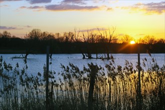 Reed and setting sun at Gartow Lake