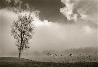 Autumnal morning fog with birch on the shore of Mondsee
