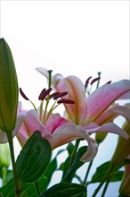 Pink lily flower bunch bouquet over white copyspace