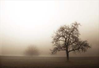 Bald tree in the morning mist