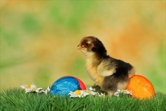 Chicken chicks with colourful Easter eggs