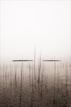Reed belt on the lake shore in the morning mist