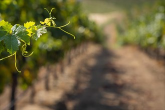Grape leaves and vines in the vineyard