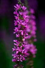 Close-up of a purple flowering purple loosestrife