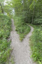 Forked forest path