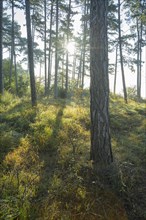 Forest in the morning with sun