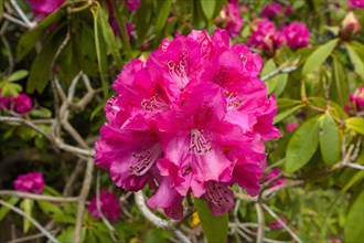 Pink flowering rhododendron bush in spring