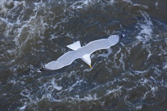 Silver gull in flight