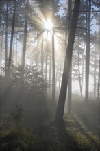 Forest in the morning with fog and sun