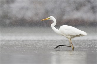 Hunting great egret