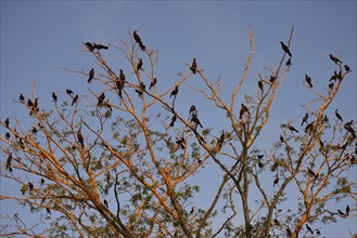 Olivaceous cormorants