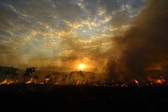 Burning vegetaition in a bushfire at sunset