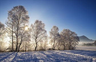 Sunbeams shining through a snow-covered group of warty birch