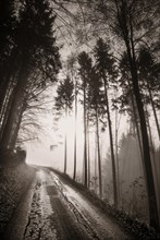 Forest road leads through a foggy forest in backlight