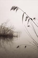 Cut reed on the shore in the morning mist