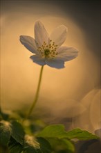 Blooming anemone