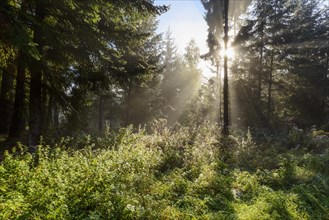 Forest in the morning with sun rays in the haze