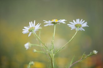 Scentless mayweed