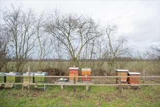 Bee boxes