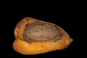Eine Muskatnuss liegt im getrockneten Samenmantel