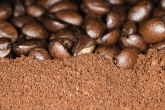 Coffee beans of the Arabica variety lie on ground coffee