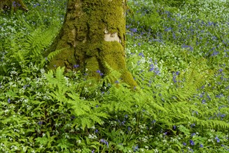 Beech trees with bear's garlic and bluebells