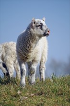 Single lamb