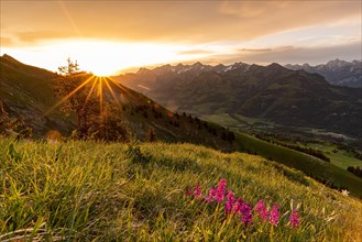 Sunrise in the Fribourg Alps with orchids in the foreground
