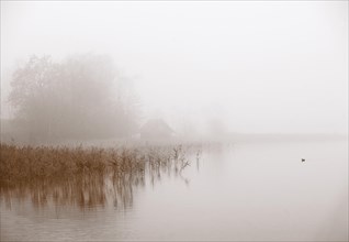 Morning mist on the reed belt of the Irrsee