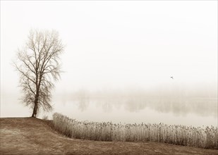 Autumnal morning fog with birch on the shore of Mondsee
