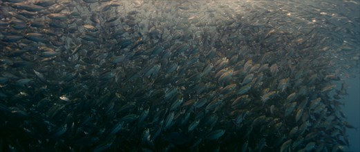 A large school of Yellowstripe Scad