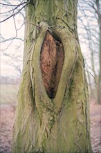 Mulm cavity in old tree