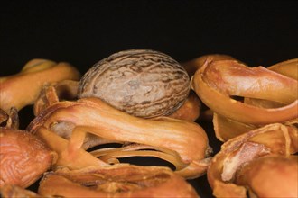 Eine Muskatnuss liegt auf getrockneten Samenmaentel