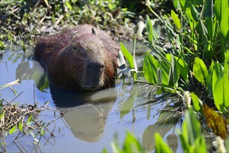 Drowsy capybara