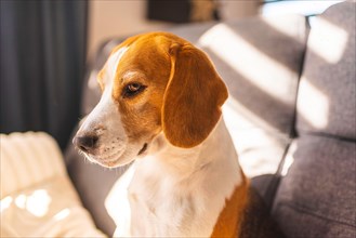 Tricolor beagle Adult dog on sofa in bright room- cute pet photography