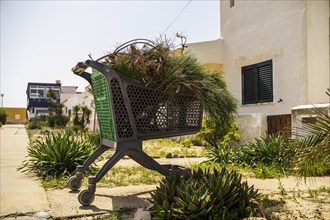 Shopping cart full of pine branches in driveway in Portugal