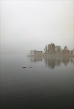 Misty lake promenade with mallards
