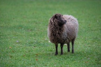 Ouessant sheep also Breton dwarf sheep